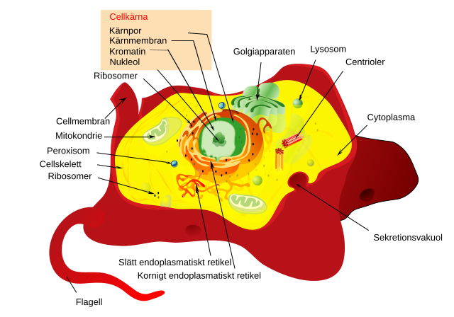 Endomembransystemet