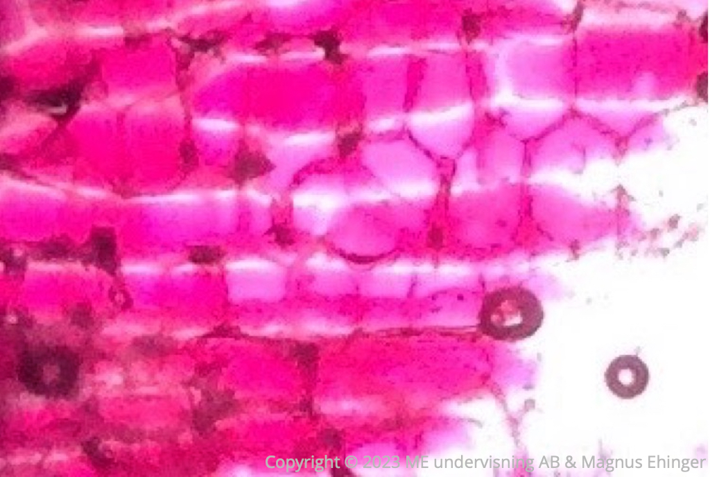 Obehandlade lökceller.