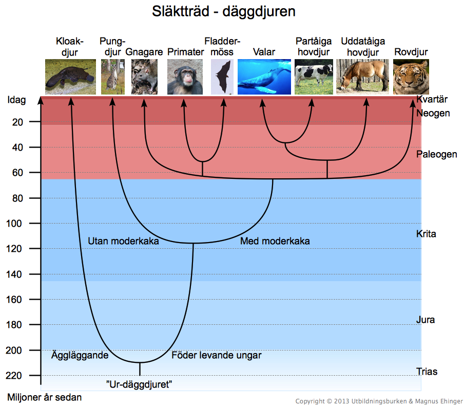 Släktträd: Däggdjuren.