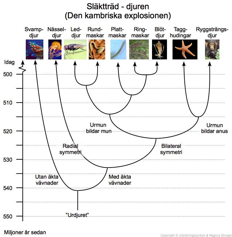 Släktträd – djuren (den kambriska explosionen).