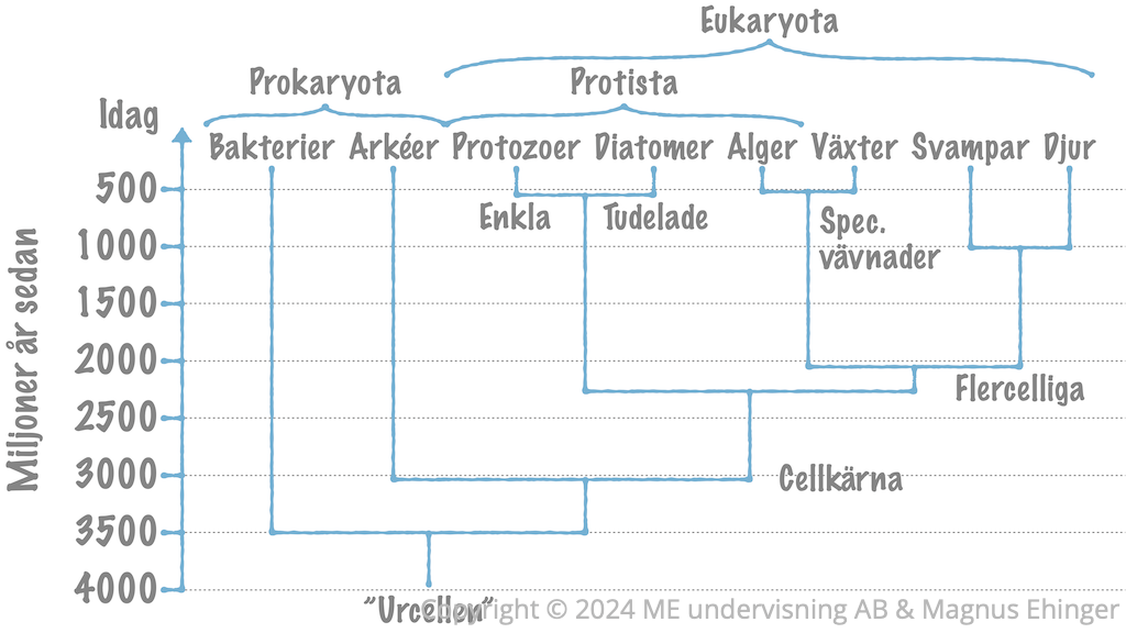 Släktträd – Hela organismvärlden.