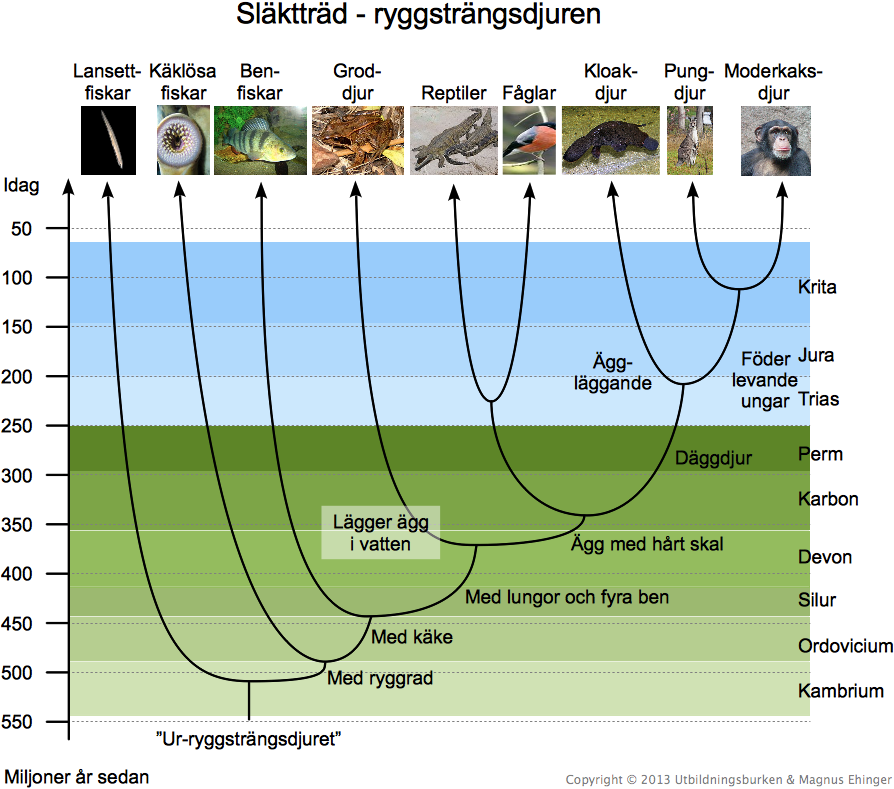 Släktträd – ryggsträngsdjuren.