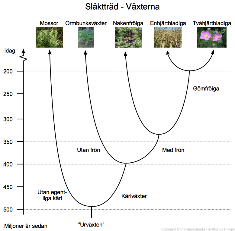 Släktträd: Växterna. 