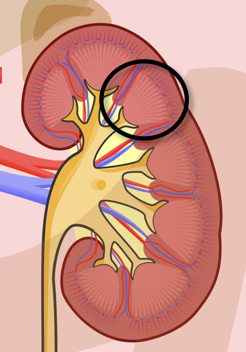 Vad kallas den inringade strukturen?