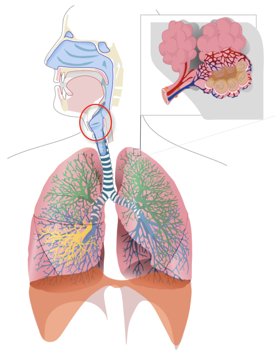 Vad kallas den inringade strukturen?
