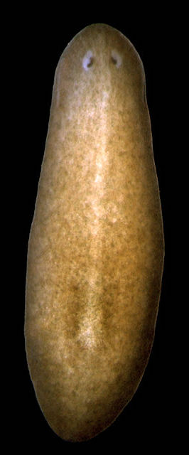 Plattmaskar har ögongropar. Med dem kan de grovt se varifrån ljuset kommer.