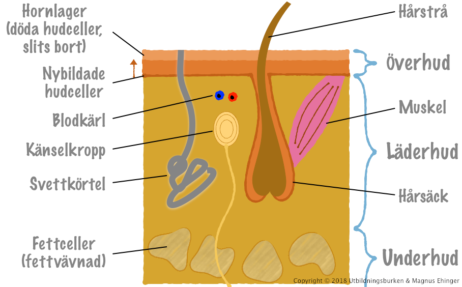 Ett stycke hud i genomskärning.