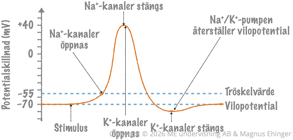 Hur membranpotentialen varierar över tid när en nervsignal passerar.
