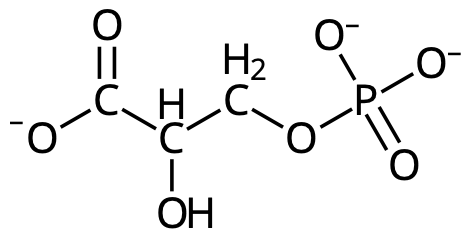 3-fosfoglycerat.