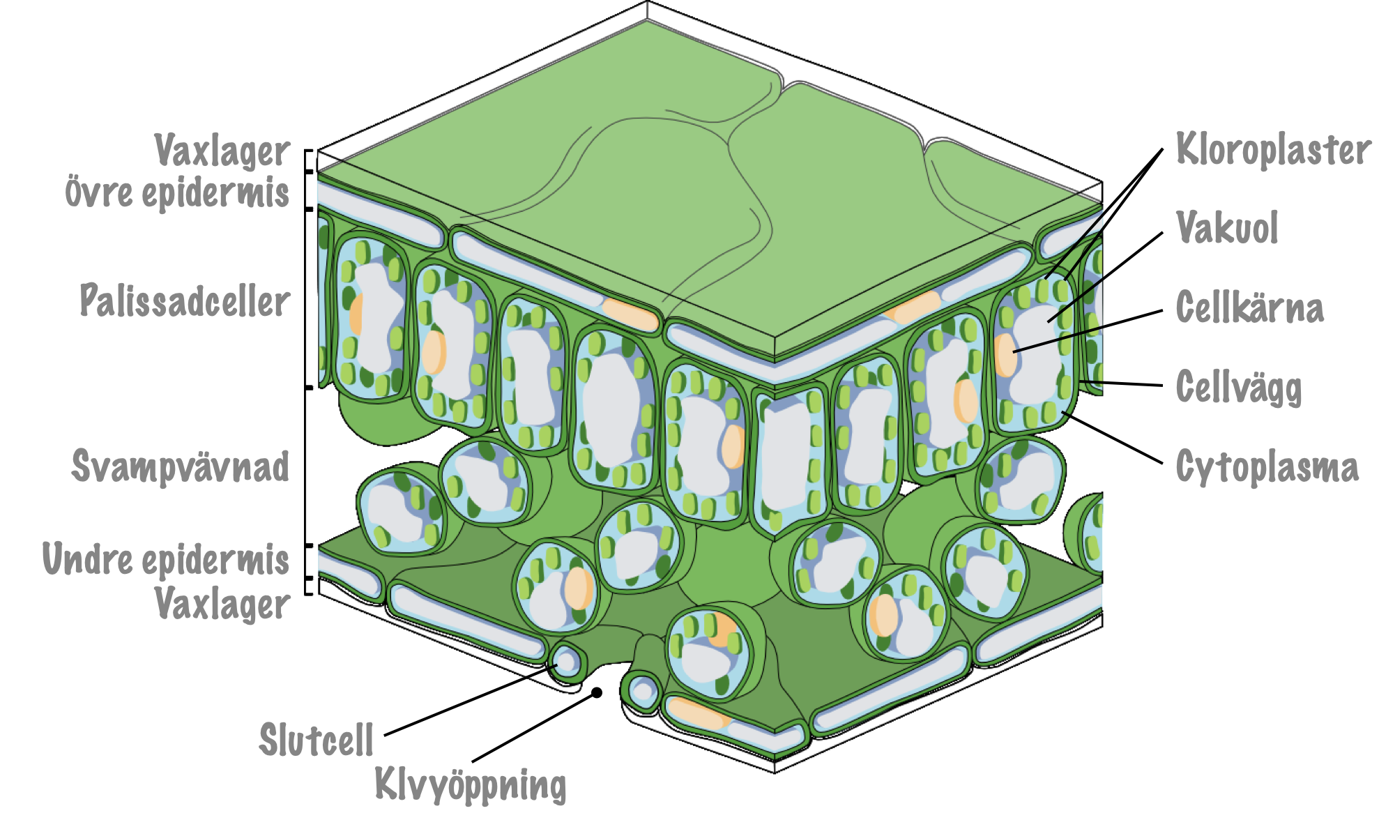 Illustration av ett blad i tvärsnitt.