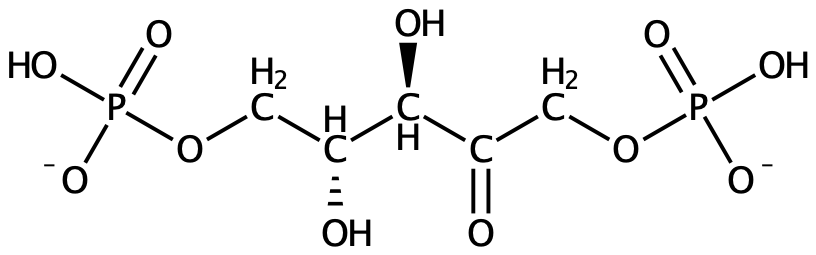 Ribulos-1,5-bisfosfat.
