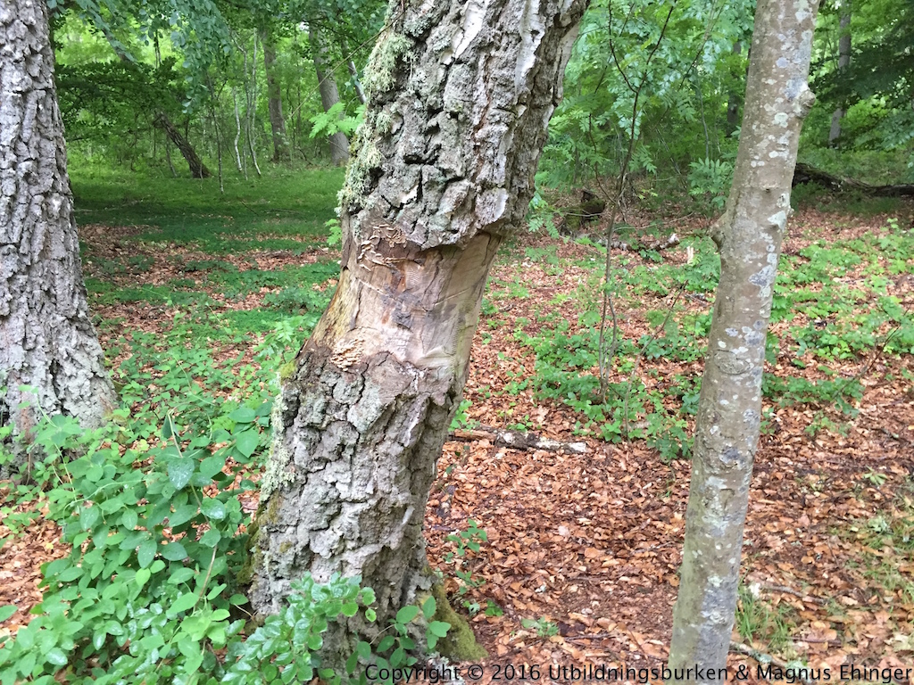 I ringbarkade träd kan inte socker transporteras ner i rötterna längre. Därför kommer trädet att dö.