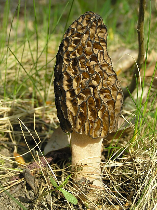 448px-Morchella conica 1 beentree