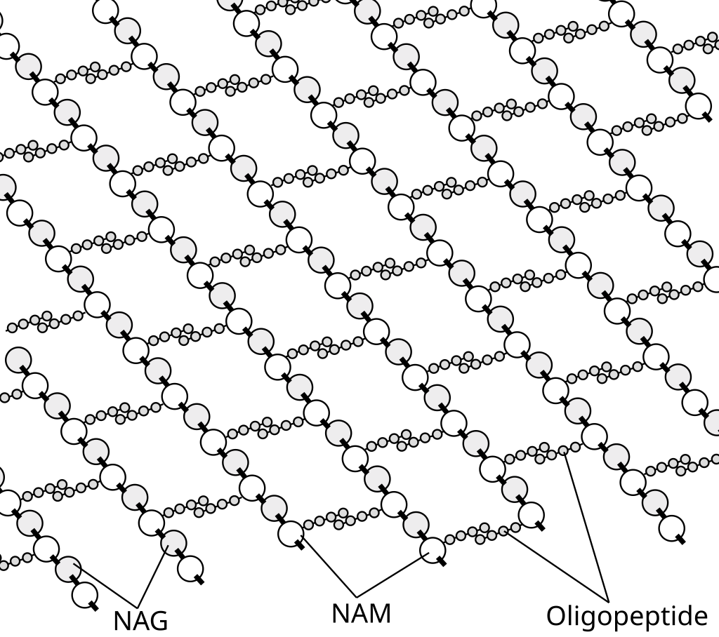Peptidoglykan är uppbyggt av kedjor av omväxlande NAM och NAG. Kedjorna är sammanlänkade med peptidbryggor