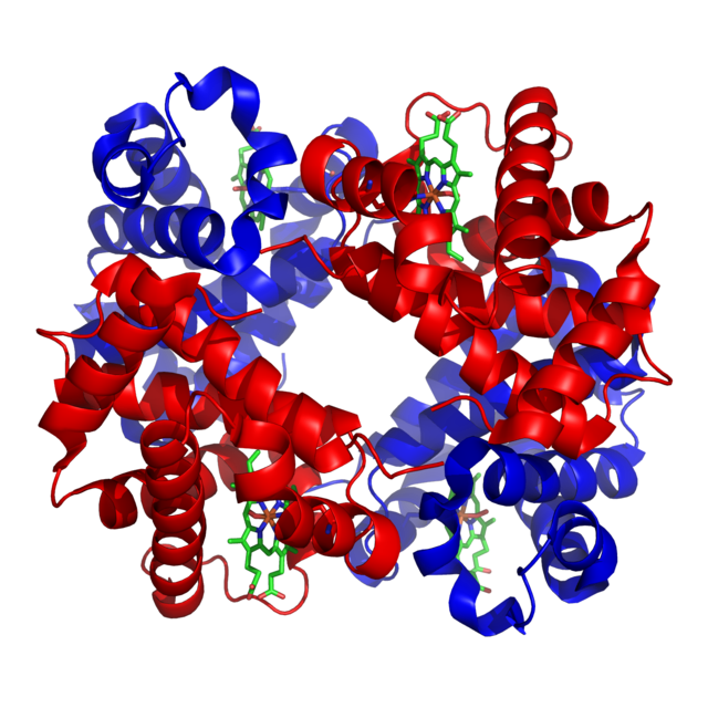 Hemoglobin. 