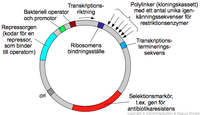 En plasmid-vektor. 