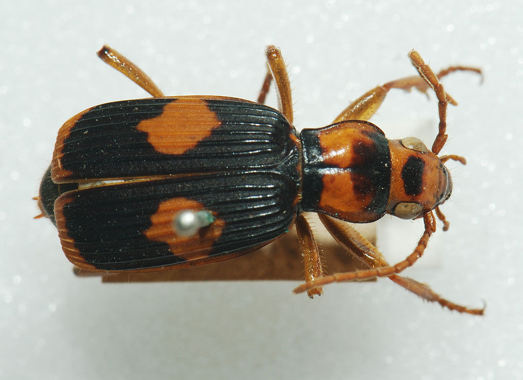 Australisk bombarderbagge.