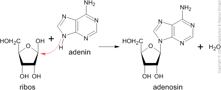 Adenosin, en nukleosid, bildas genom att ribos och adenin kondenseras.