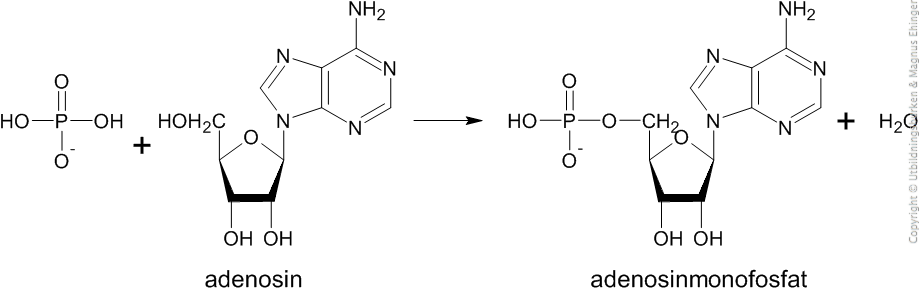 Adenosinmonofosfat, en nukleotid, bildas genom att adenosin och fosfat kondenseras.