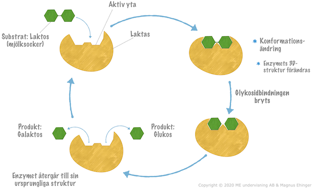 Hur ett enzym fungerar.