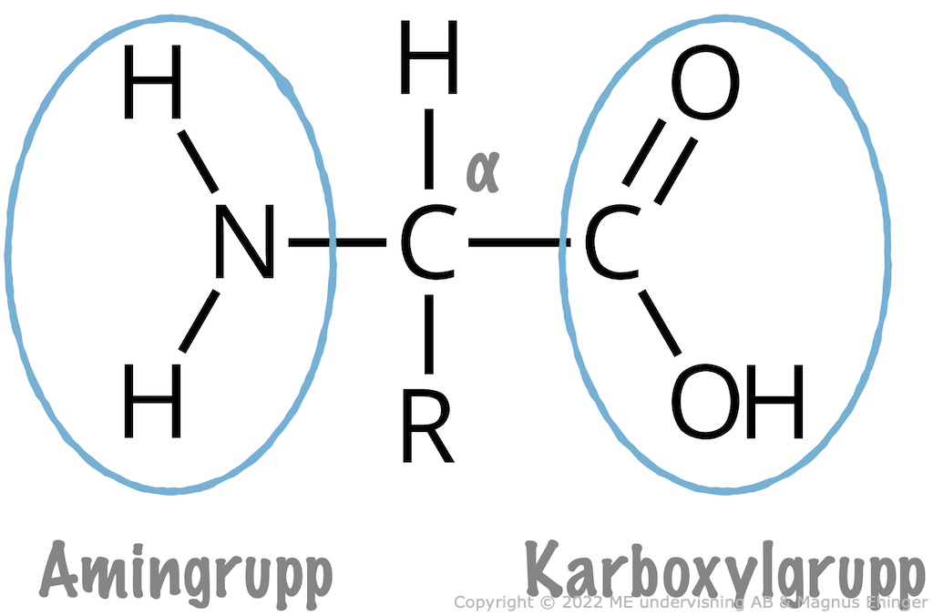 Strukturformeln för en generell α-aminosyra.