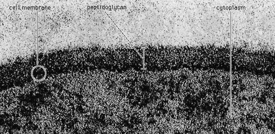 Cellhöljet hos en grampositiv bakterie (Bacillus coagulans).